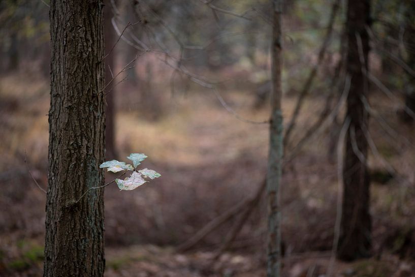 De laatste vijf blaadjes aan een eikenboom in een herfstkleurig bos nabij Winterswijk in de Achterho von Tonko Oosterink