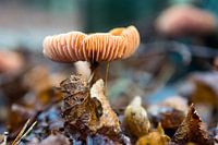 Pilz in den Wäldern der Amsterdamer Wasserversorgungsdünen