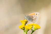 Heupferd auf gelber Blüte