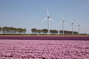rosa und lila Tulpenfeld mit Windrädern am Horizont