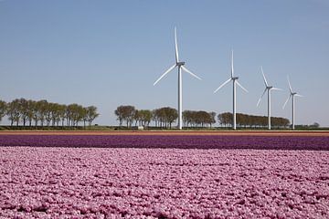 pink and purple tulip field with wind turbines on the horizon by W J Kok