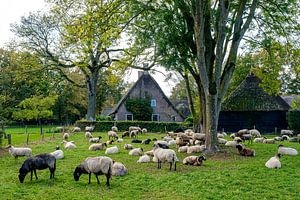 Sheep flock in Orvelte (Drenthe)