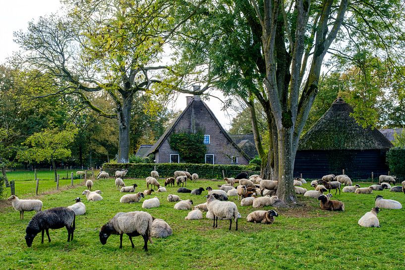 Schafherde in Orvelte (Drenthe) von Evert Jan Luchies