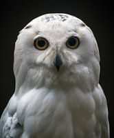 Schneeeule
