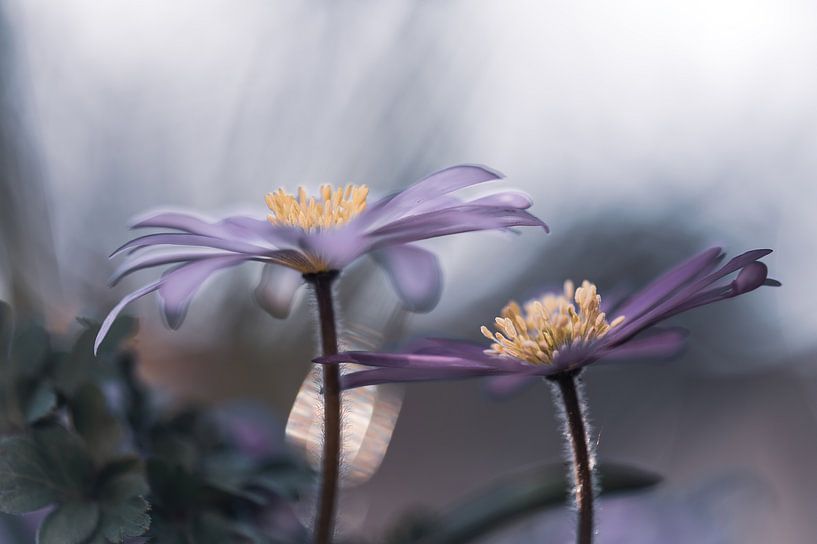flowers part 85 by Tania Perneel