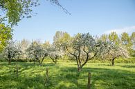 Obstgarten auf dem Landgut Soelen | Apfelbäume von Wandeldingen Miniaturansicht