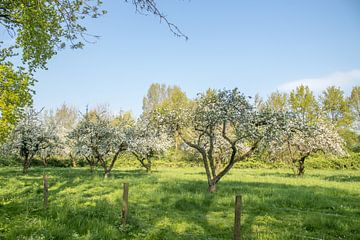 Boomgaard op Landgoed Soelen | Appelbomen