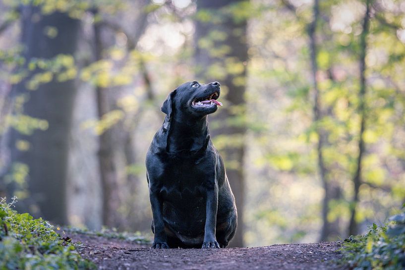 Linda by Monique van Helden