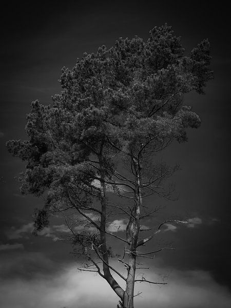black-and-white tree by snippefotografie