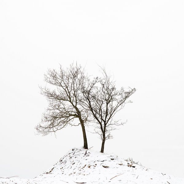 Little trees in the snow par Freek Rooze