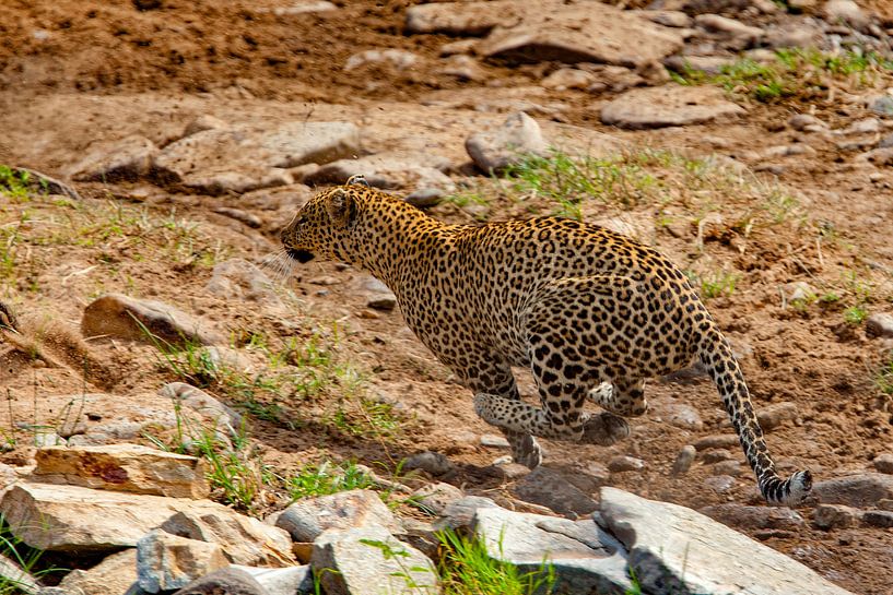 hunting Leopard by Peter Michel