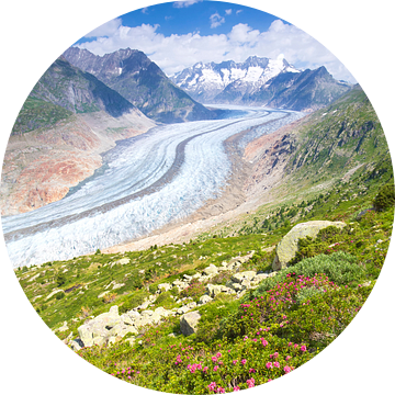 Aletschgletscher met Alpen rozen in de voorgrond van Rob Kints