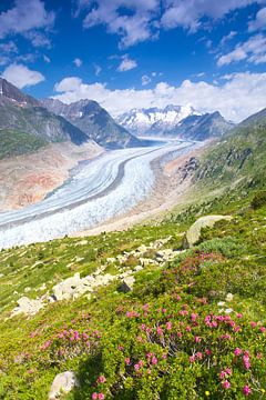 Aletschgletscher met Alpen rozen in de voorgrond