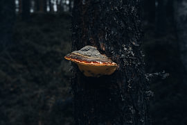 Skandinavische Natur – Kinematische Makroaufnahme eines rotgesäumten Holzpilzes auf einem Baumstamm von Dylan Winter Visuals
