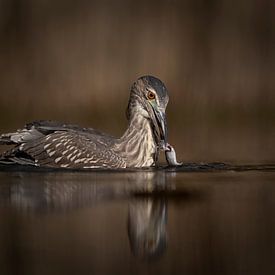 Eating Black-crowned night heron by Freddy Van den Buijs