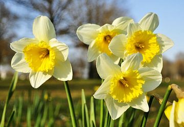 Daffodils by Corinne Welp