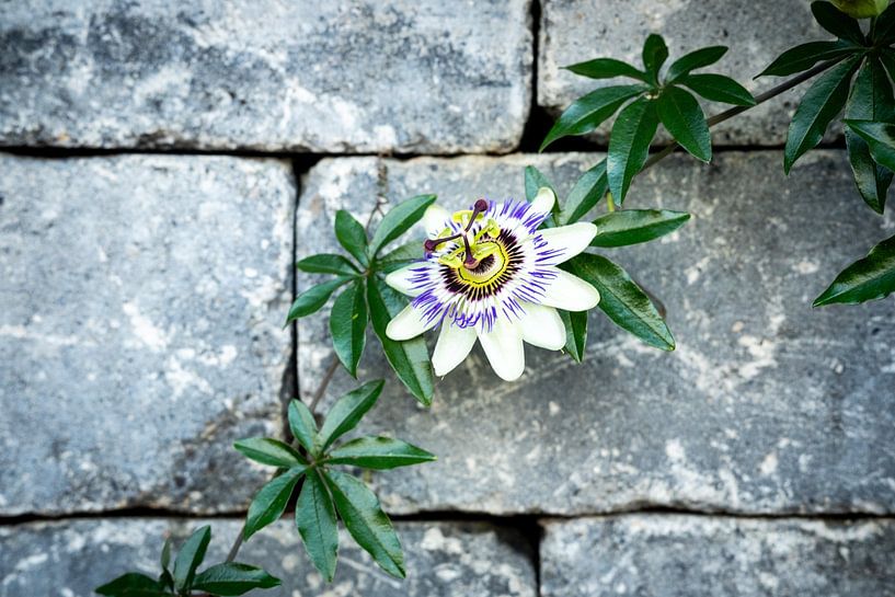 Blossom of a passion flower in front of a wall by Andreas Nägeli