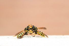 Socialising by Antoine Deleij