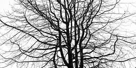 Toter Baum 2 von Rafael Campezato