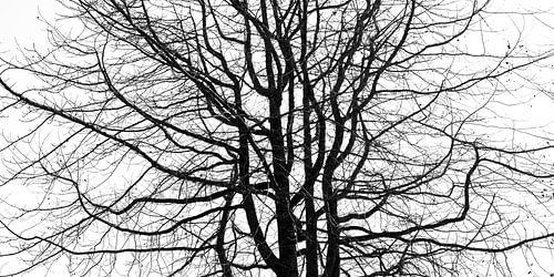 Arbre mort 2