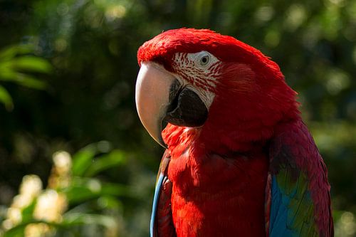 Close-up van een geelvleugelara