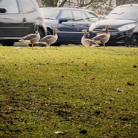 Ducks crossing by joost bosmans