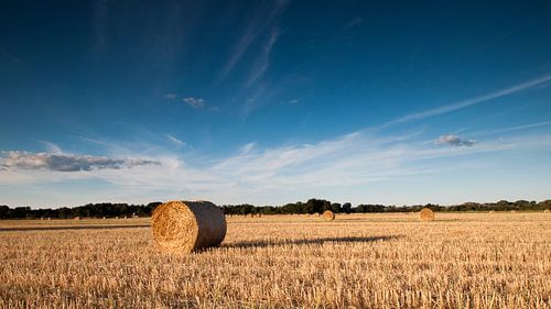 Getreidefeld, Frankreich