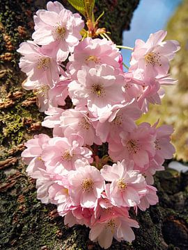 Sakura (Japanse Kersen Bloesem)