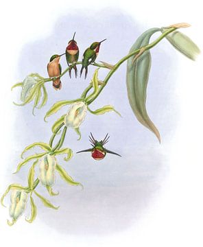 Kleine houtster, John Gould van Hummingbirds
