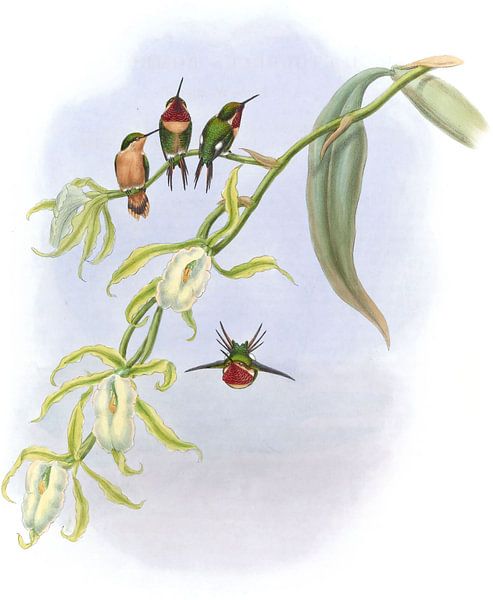 Kleiner Holzstar, John Gould von Hummingbirds