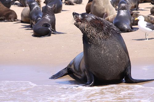 Zeehonden