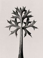 Karl Blossfeldt - Eryngium Bourgatii