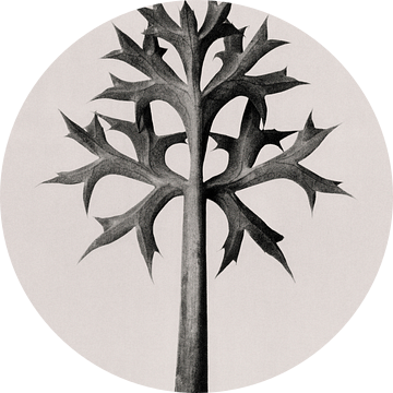 Karl Blossfeldt - Eryngium Bourgatii (gezien bij vtwonen) van Old Masters