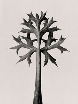 Karl Blossfeldt - Eryngium Bourgatii van Old Masters