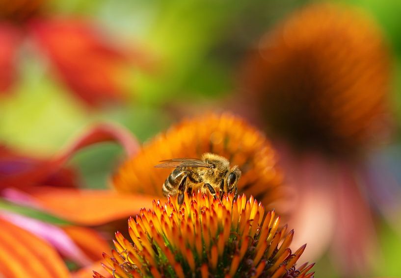 Macro photo of a coneflower and a bee by ManfredFotos
