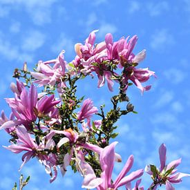 Magnolie von Matthias Spartz