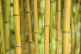 The yellow/green stems of Bamboo plants by Birgitte Bergman