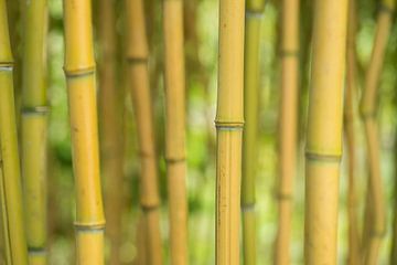 Les tiges jaunes/vertes des plantes de bambou sur Birgitte Bergman
