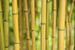 De geel/groene stelen van Bamboe planten van Birgitte Bergman