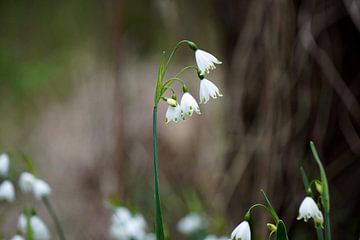 Spring snowdrops in bloom