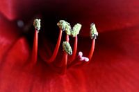 Amaryllis-2_SvD