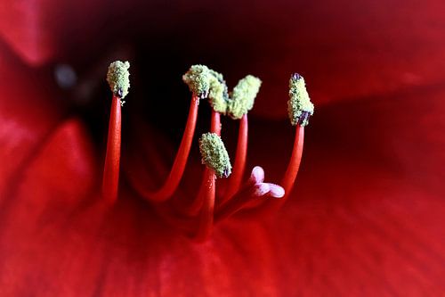 Amaryllis-2_SvD