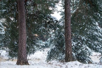 De mooie bast van Dennenbomen op de Kampina op een winterse ochtend van Jos Pannekoek