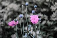 rosa und grau von Tania Perneel Miniaturansicht