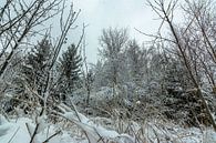 Winter Landschaften von Johnny Flash Miniaturansicht
