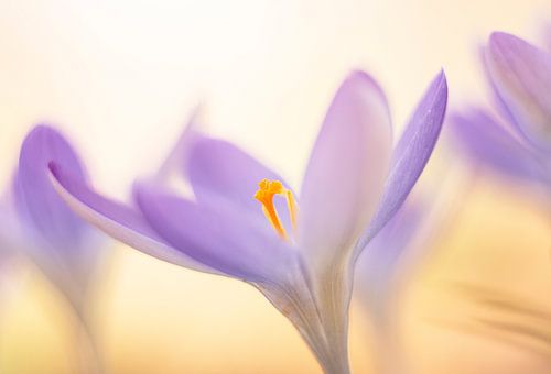 Krokus von Miranda de Vries - Arentse