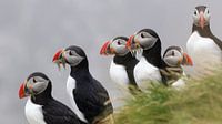 Puffins in Iceland