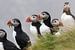 Puffins, papegaaiduikers in IJsland van Michèle Huge