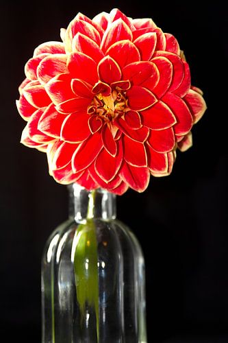 Dahlia rood