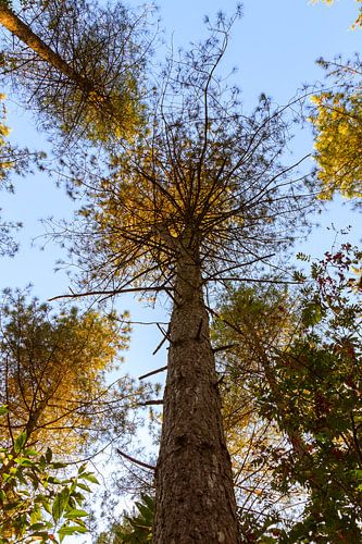 Stand tall - natuurfotografie